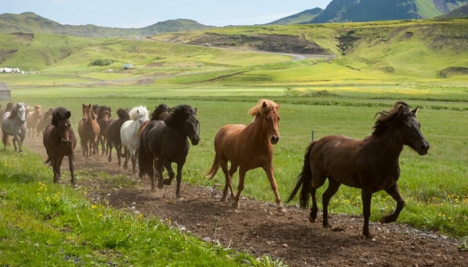 The Vikings played a big role in breeding horses to move with an ‘ambling gait’, a trait that continues to this day. (Photo: Shutterstock)