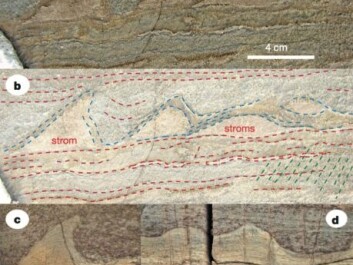 Close-up view of the stromatolites from Isua, Greenland (a and b) compared with stromatolites from Australia (c and d). (Photo: Nutman et al./Nature) Close-up view of the stromatolites from Isua, Greenland (a and b) compared with stromatolites from Australia (c and d). (Photo: Nutman et al./Nature)