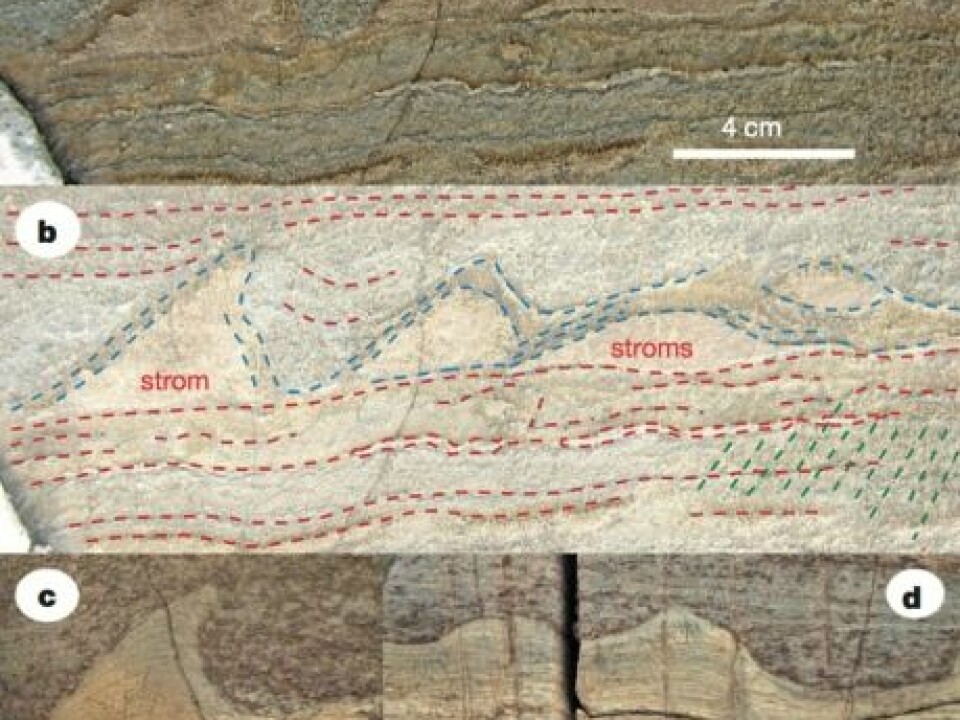 Close-up view of the stromatolites from Isua, Greenland (a and b) compared with stromatolites from Australia (c and d). (Photo: Nutman et al./Nature)
