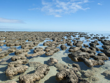 How the Greenland stromatolites may have once looked, in a shallow marine coastal environment. These examples are from the west coast of Australia in the World Heritage Area of Shark Bay (Photo: Shutterstock) How the Greenland stromatolites may have once looked, in a shallow marine coastal environment. These examples are from the west coast of Australia in the World Heritage Area of Shark Bay (Photo: Shutterstock)