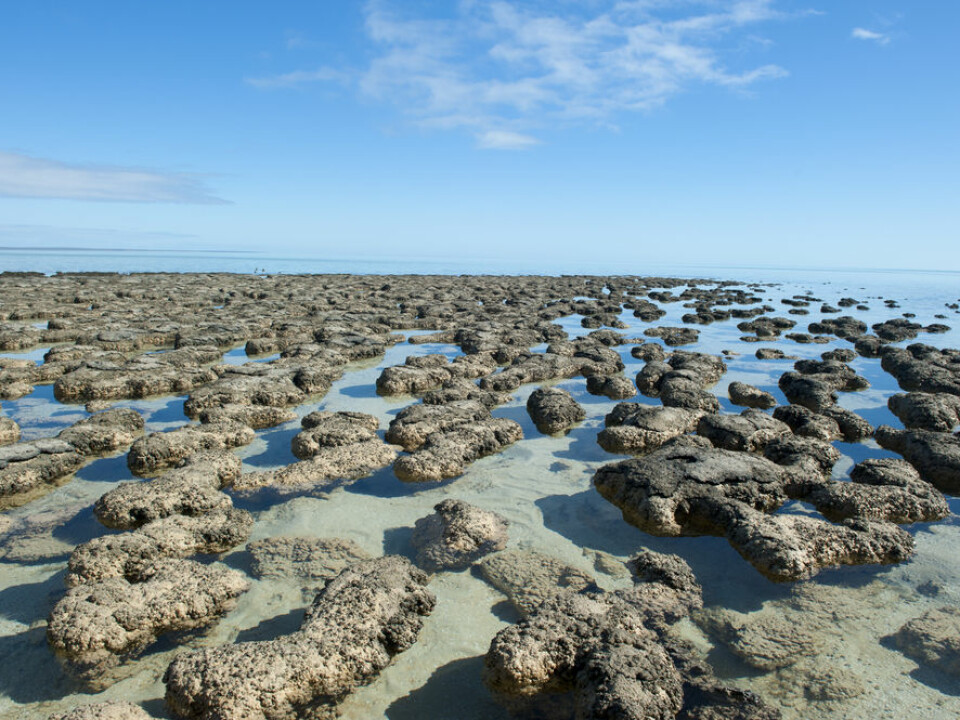How the Greenland stromatolites may have once looked, in a shallow marine coastal environment. These examples are from the west coast of Australia in the World Heritage Area of Shark Bay (Photo: Shutterstock)