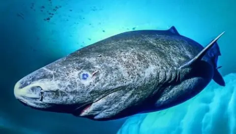 World's oldest vertebrate discovered in Greenland World's oldest vertebrate discovered in Greenland