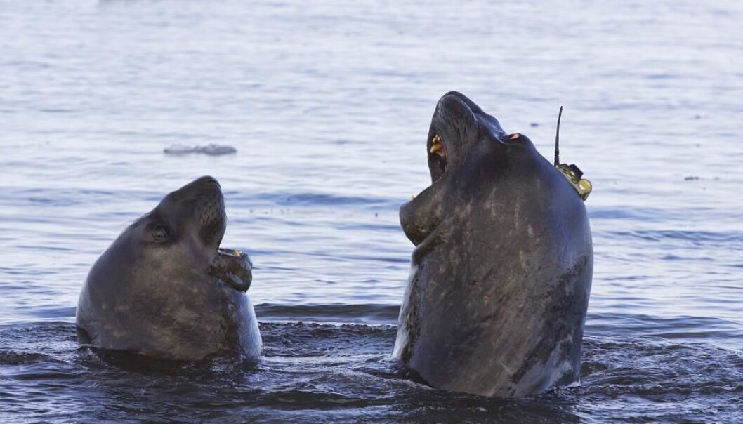 A male elephant seal in Prydz Bay with monitoring equipment attached to his head. These “citizen” scientists and the data that they collect give scientists priceless data from the deep ocean around Antarctica. (Photo: Clive McMahon) A male elephant seal in Prydz Bay with monitoring equipment attached to his head. These “citizen” scientists and the data that they collect give scientists priceless data from the deep ocean around Antarctica. (Photo: Clive McMahon)