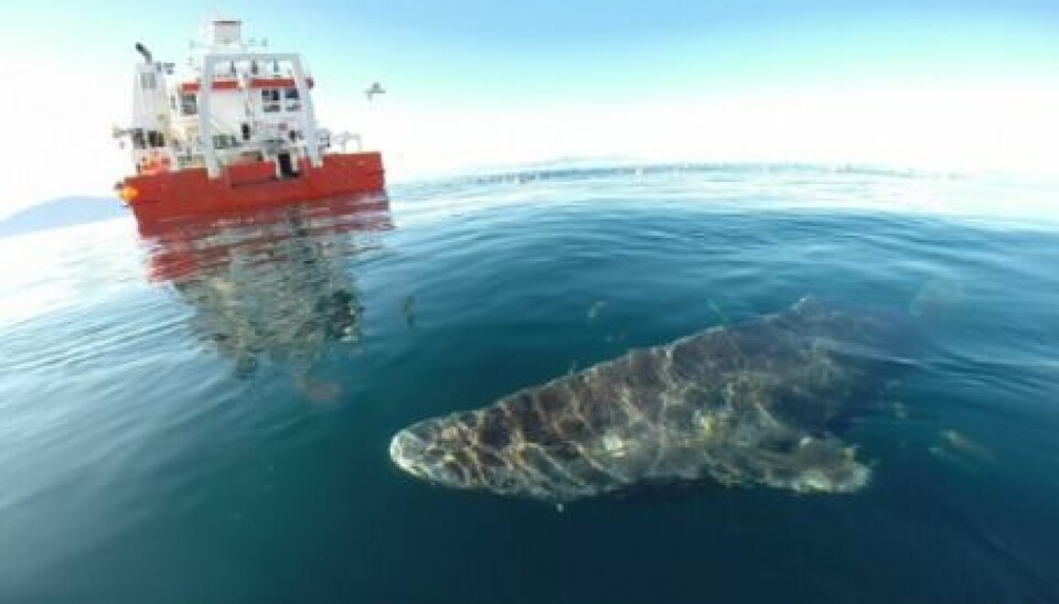 Greenland sharks are cold-blooded and live in temperatures of minus one to plus five degrees centigrade. This slows their metabolism and could help explain their record-breaking longevity. (Photo: Julius Nielsen)