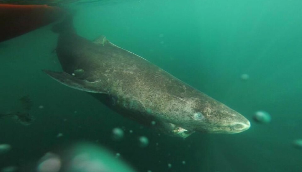 When the first shots of the American Revolution were fired, this Greenland Shark was emerging from her teenage years. She has just been awarded the title of the world’s oldest living vertebrate. (Photo: Julius Nielsen)