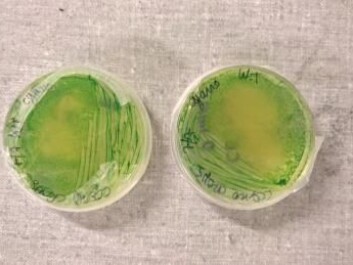 Photosynthetic cyanobacteria Synechococcus elongatus, and another common bacteria, Bacillus subtilise, work together to create the raw materials for a range of equipment or even food. (Photo: iGEM group) Photosynthetic cyanobacteria Synechococcus elongatus, and another common bacteria, Bacillus subtilise, work together to create the raw materials for a range of equipment or even food. (Photo: iGEM group)
