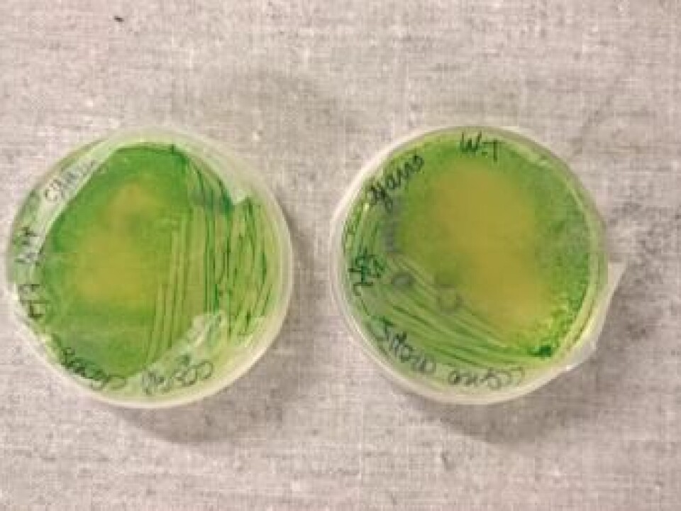 Photosynthetic cyanobacteria Synechococcus elongatus, and another common bacteria, Bacillus subtilise, work together to create the raw materials for a range of equipment or even food. (Photo: iGEM group)