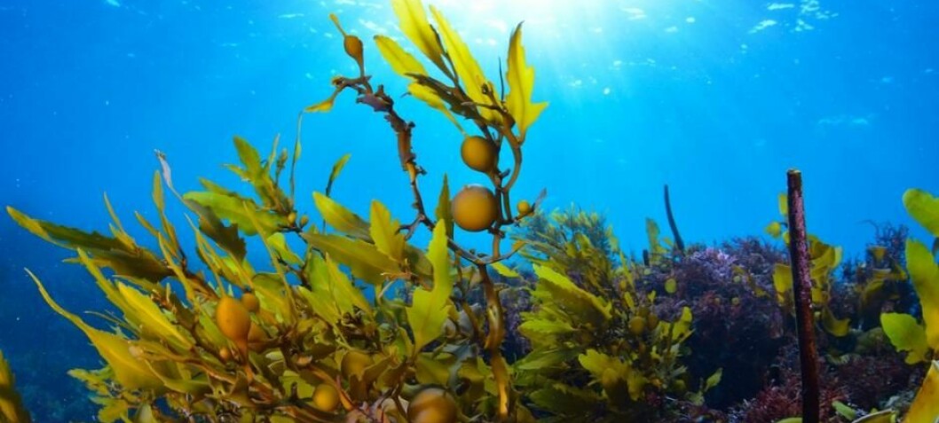 Seaweed plays a surprisingly large role in global climate