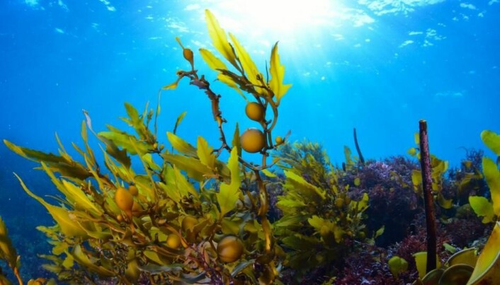 Seaweed plays a surprisingly large role in global climate