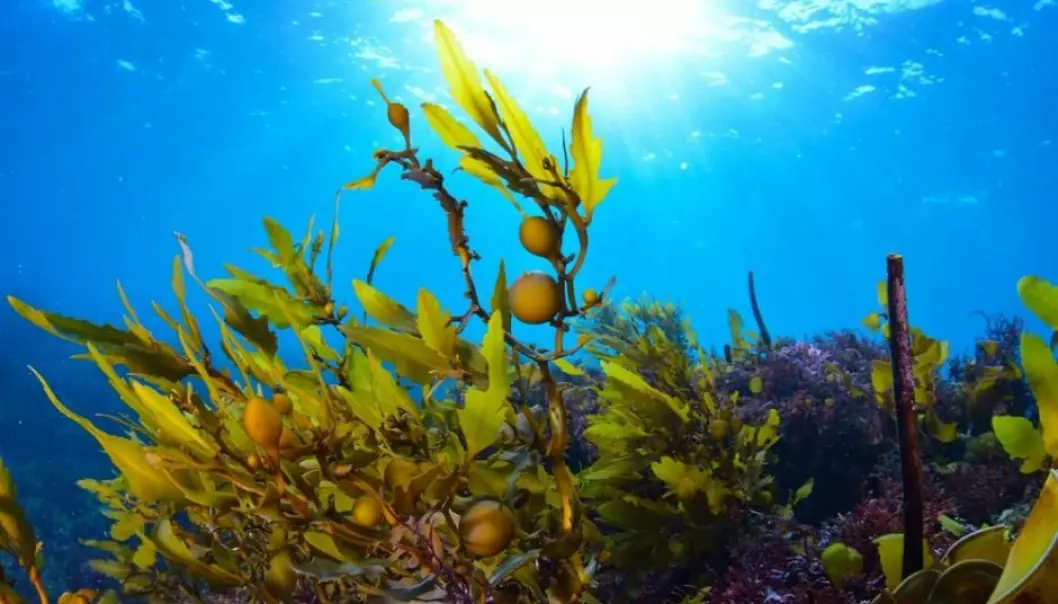 Macroalgae, like seaweed, stores more carbon than scientists previously thought and should be included in climate models, say scientists. (Photo: Shutterstock?)