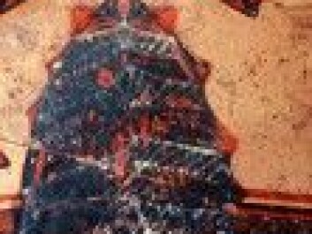 A Mycenaean (Greek) gown on a vase might have been intended here to adorn the image of a goddess. But it shows how ornamentally women could dress 3,500 years ago. The artwork is not unlike motifs found in the Minoan Palace of Knossos, on Crete. (Photo: Peter Fischer/forskning.se) A Mycenaean (Greek) gown on a vase might have been intended here to adorn the image of a goddess. But it shows how ornamentally women could dress 3,500 years ago. The artwork is not unlike motifs found in the Minoan Palace of Knossos, on Crete. (Photo: Peter Fischer/forskning.se)