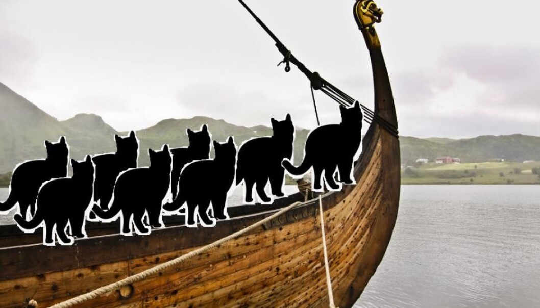Vikings took cats with them on their travels to keep rodents in check. (Photo: Shutterstock) Vikings took cats with them on their travels to keep rodents in check. (Photo: Shutterstock)