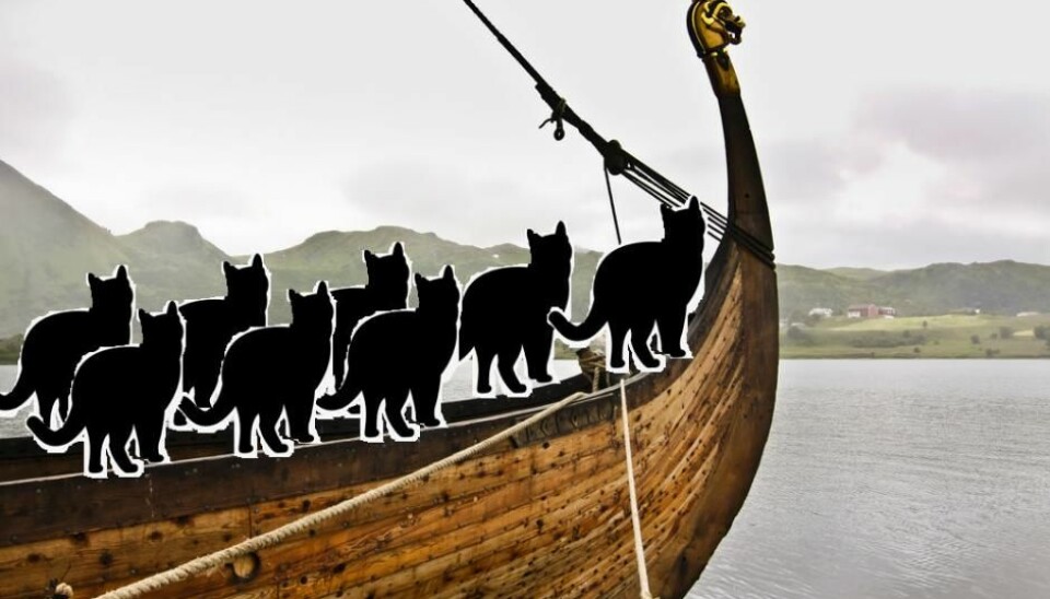 Vikings took cats with them on their travels to keep rodents in check. (Photo: Shutterstock)