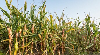 Can't agree on harmfulness of GMO maize