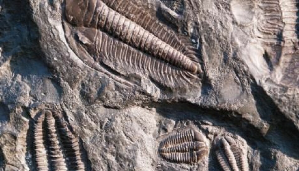 The Cambrian geological period occurred between 545 and 495 million years ago. In the Cambrian, multicellular animals became common and shells and skeletal tissue emerged. (Photo: Shutterstock)