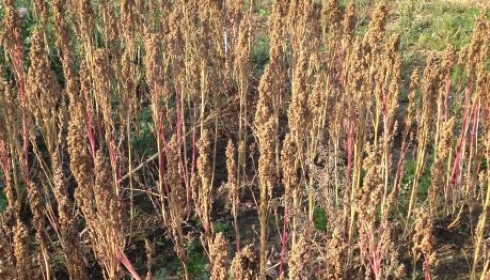 Quinoa might not look like much, but it has big potential as a crop for northern Europe according to scientists. ((Photo: Johanne Kusnitzoff)