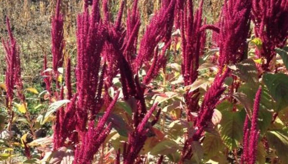 The red amaranth plants are just one of the alternative crops that are being tested. (Photo: Johanne Kusnitzoff)