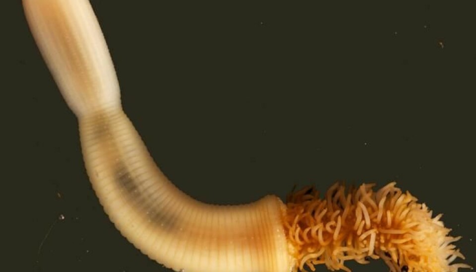 A living penis worm (priapulda). A new study shows that the penis worm holds the key to understanding the origins of all anthropods. (Photo: Jakob Vinther og Fredrik Pleijel)