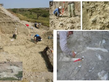 Olduvai Gorge in Tanzania is an archaeologist’s treasure trove and one of the world’s most important sites for anthropologists. (Photo: Manuel Domínguez-Rodrigo) Olduvai Gorge in Tanzania is an archaeologist’s treasure trove and one of the world’s most important sites for anthropologists. (Photo: Manuel Domínguez-Rodrigo)