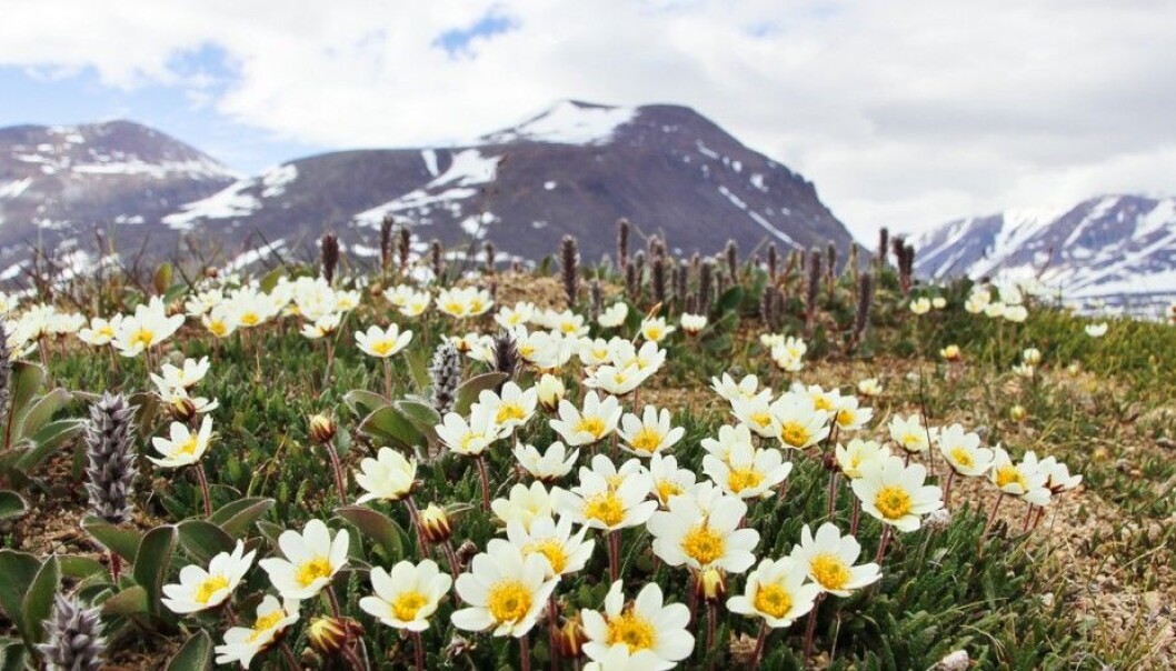 Carpets of mountain avens (Dryas octopetala) in full bloom near the research station at Zackenberg in northeast Greenland. (Photo: Mikko Tiusanen) Carpets of mountain avens (Dryas octopetala) in full bloom near the research station at Zackenberg in northeast Greenland. (Photo: Mikko Tiusanen)