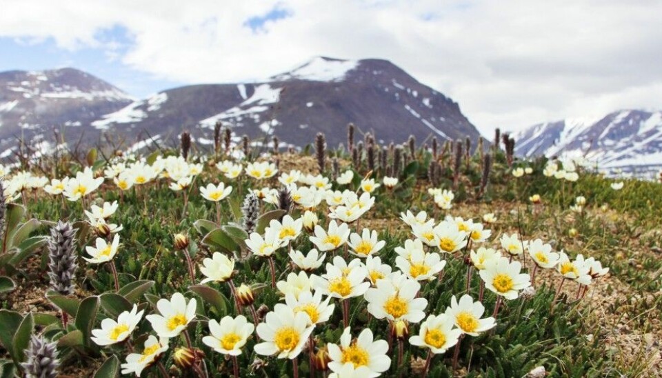 Carpets of mountain avens (Dryas octopetala) in full bloom near the research station at Zackenberg in northeast Greenland. (Photo: Mikko Tiusanen)