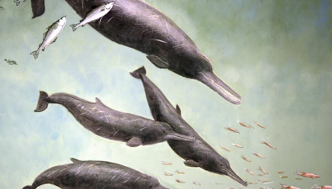 The ten-million-year-old beaked whale has been given the name ‘Mjon’ (Photo: Museum Sønderjylland) The ten-million-year-old beaked whale has been given the name ‘Mjon’ (Photo: Museum Sønderjylland)