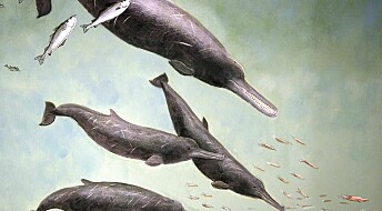 Meet ‘Mojn’, the ten million-year-old Danish whale