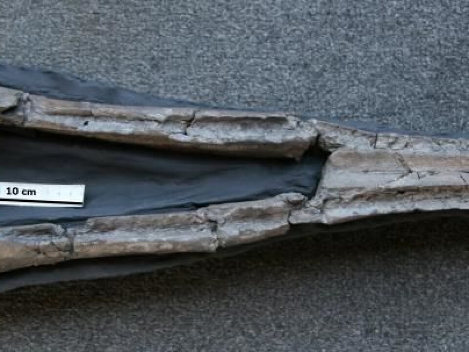 Lower jaw from Dagonodum Mojnum discovered in Gram Lergrav, Denmark. (Photo: Museum Sønderjylland)