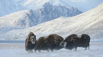 Climate change threatens the existence of Arctic musk oxen