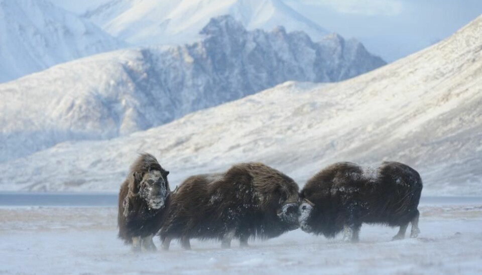 Adult musk oxen are tough beasts and can withstand temperatures down to minus 40 degrees Celsius. But young calves cans struggle to survive in such temperatures. Scientists are worried for the musk oxen’s long term future. (Photo: Lars Holst Hansen)