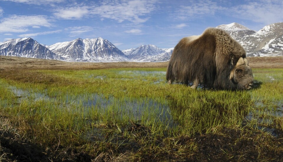 Musk oxen in the Arctic are facing longer, warmer summers and new parasites are introducing new diseases. (Photo: Lars Holst Hansen)