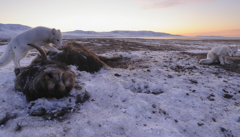 Climate change could send Arctic musk oxen to the brink of extinction, say scientists. (Photo:  Lars Holst Hansen)
