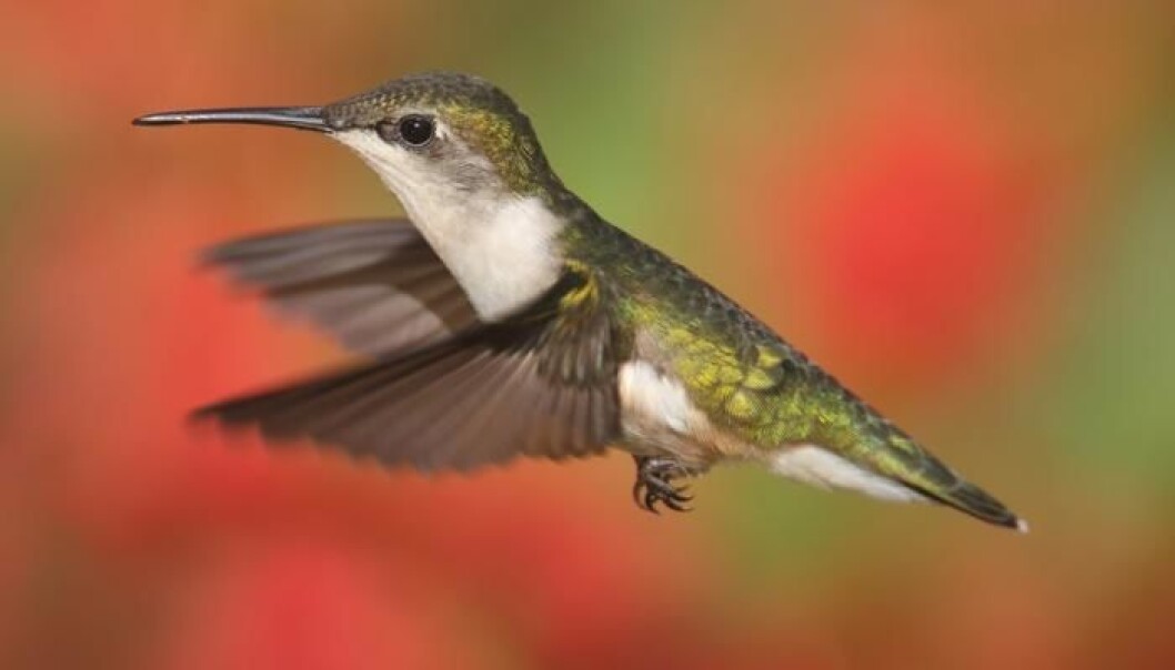 Blood from South American birds like the hummingbird reveals that evolution is more complicated than we thought. (Photo: Shutterstock.com) Blood from South American birds like the hummingbird reveals that evolution is more complicated than we thought. (Photo: Shutterstock.com)