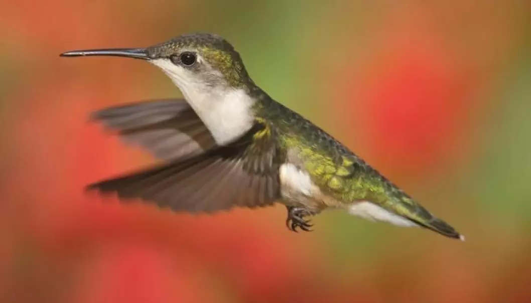 Blood from South American birds like the hummingbird reveals that evolution is more complicated than we thought. (Photo: Shutterstock.com)