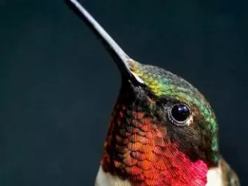 Hummingbirds can live at high altitudes because their haemoglobin is particularly effective at absorbing oxygen. (Photo: Shutterstock)
