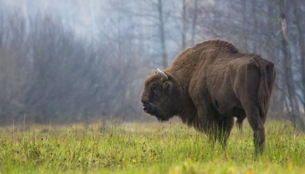 Today there are about 4,000 bison in Europe. The largest population is in Poland. (Photo: Rafał Kowalczyk) Today there are about 4,000 bison in Europe. The largest population is in Poland. (Photo: Rafał Kowalczyk)