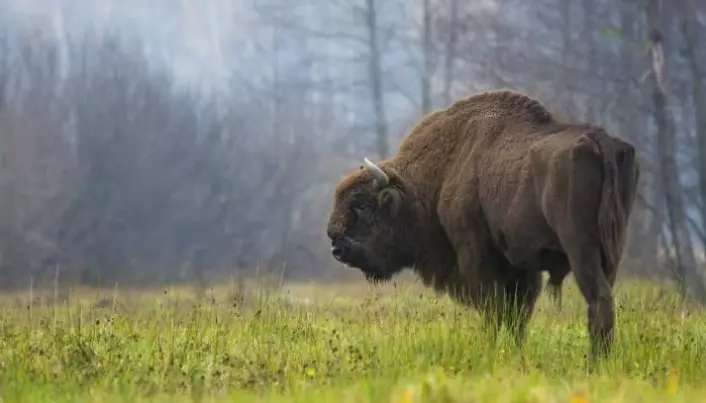 Cave paintings and bones reveal origins of European bison