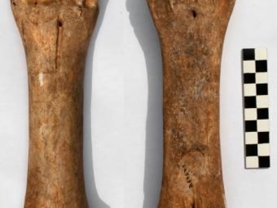 50,000 year-old bison bones from France. DNA analysis showed that they belonged to the mysterious new hybrid species of bison, so-called Bison-X. (Photo: Julien Soubrier)