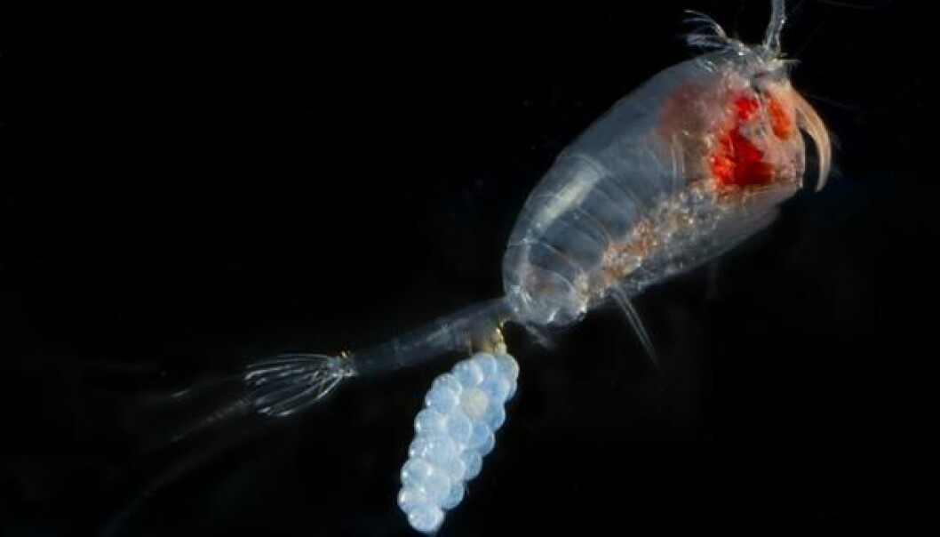 There are 10,000 species of copepods, but only a few key traits distinguish them. (Photo: DTU Aqua) There are 10,000 species of copepods, but only a few key traits distinguish them. (Photo: DTU Aqua)