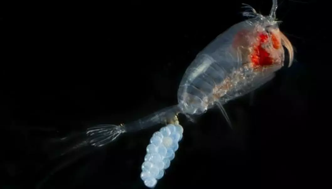There are 10,000 species of copepods, but only a few key traits distinguish them. (Photo: DTU Aqua)