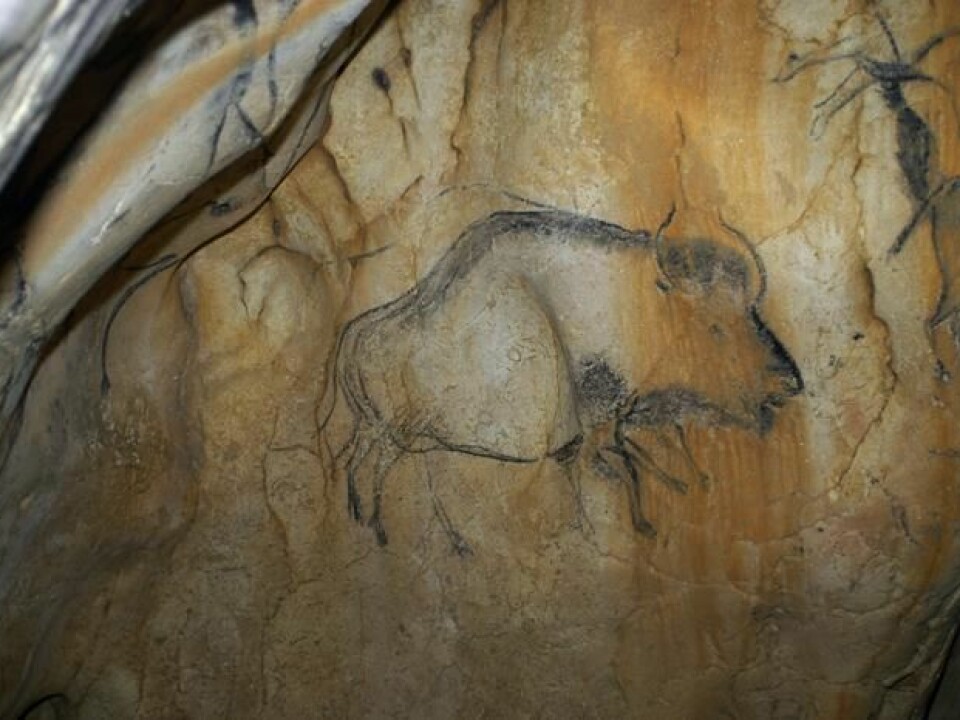 Cave painting of a steppe bison from the Upper Paleolithic period, around 35,000 years ago. The painting was discovered in the Chauvet-Pont-d'Arc cave in Ardèche, southern France. (Photo:Carole Fritz)