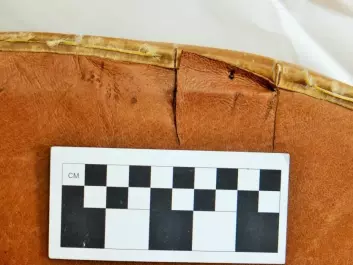 The shield received some harsh blows during the test. Archaeologist Rolf Warming compared the marks to see the difference between passive and active use. (Photo: Rolf Warming)