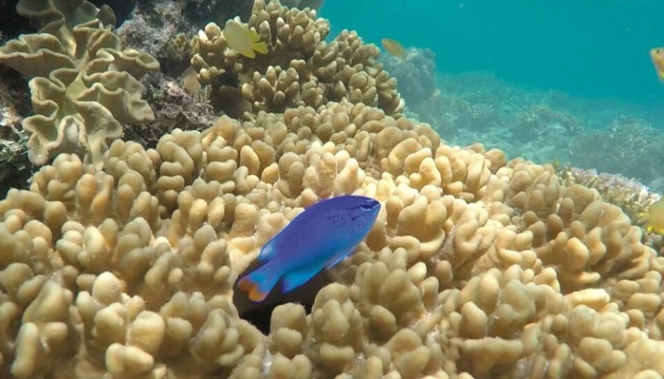 What makes males attractive to females? Researchers in Trondheim have conducted a very thorough study of the sexual behaviour of a small coral reef fish in Australia. They concluded that females can modify their standards in different situations as time passes. (Photo from the research project)