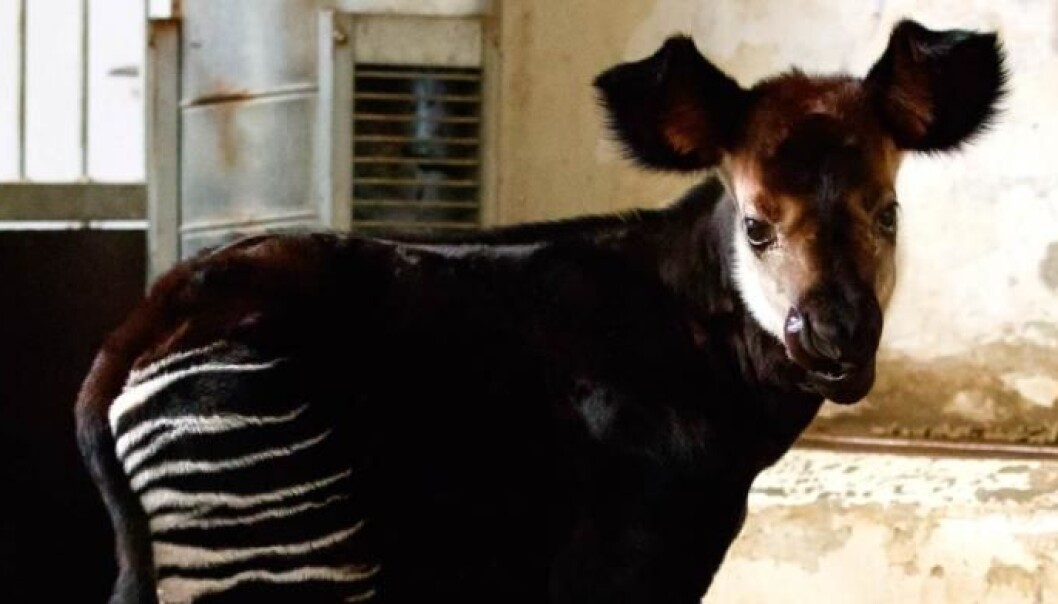 The antelope was in the same enclosure as these baby okapi--a mammal from Central Africa that is most closely related to the giraffe, despite their zebra-like stripped legs. (Photo: Copenhagen Zoo) The antelope was in the same enclosure as these baby okapi--a mammal from Central Africa that is most closely related to the giraffe, despite their zebra-like stripped legs. (Photo: Copenhagen Zoo)
