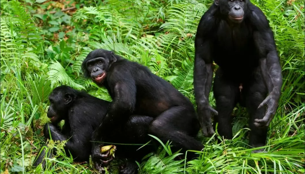 New DNA analyses show that chimpanzees and bonobos were more than just friends in the past. (Photo: Shutterstock.com)