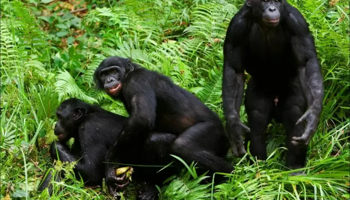 New evidence that early chimps and bonobos interbred