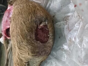 The dead antelope, as it appeared when it was discovered by the zoo staff. (Photo: Copenhagen Zoo) The dead antelope, as it appeared when it was discovered by the zoo staff. (Photo: Copenhagen Zoo)