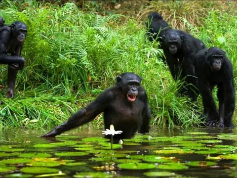 New evidence that early chimps and bonobos interbred