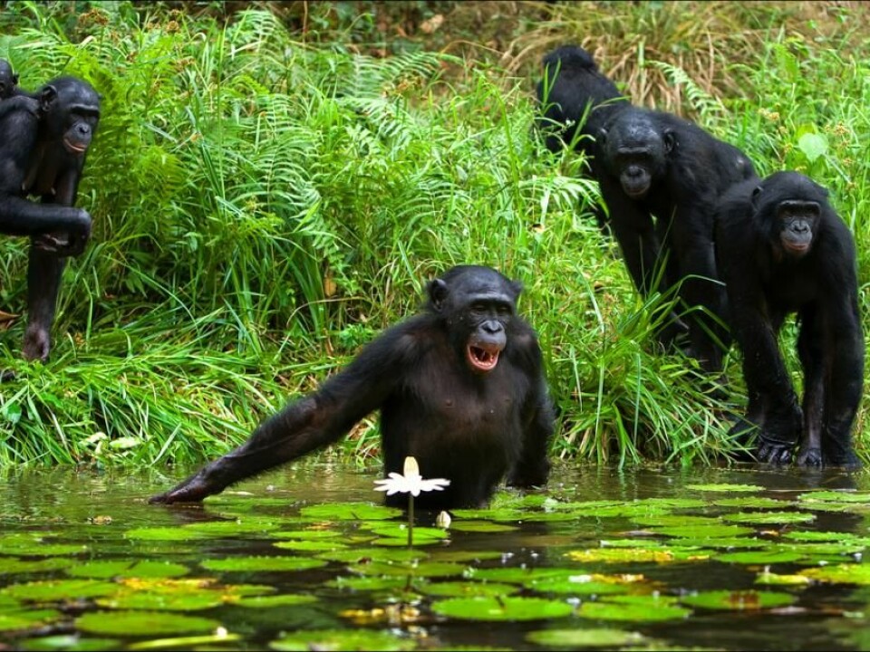 Chimps and bonobos enjoy wading into the Congo River to catch food, but they cannot swim and so do not cross it entirely. (Photo: Shutterstock)