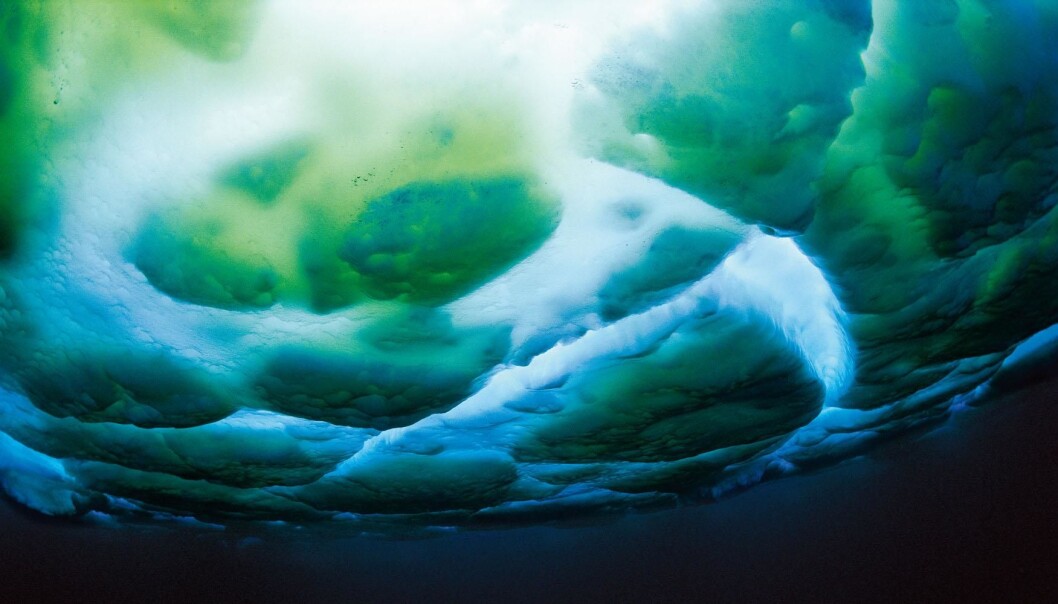 Glacial algae on the underside of the sea ice. (Photo: Maria Stenzel) Glacial algae on the underside of the sea ice. (Photo: Maria Stenzel)